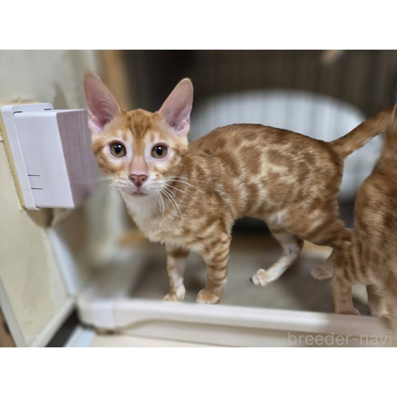 成約済の神奈川県のベンガル-129174の4枚目