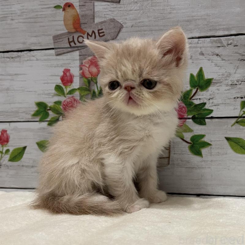 販売中の山梨県のエキゾチックショートヘア-135436の10枚目