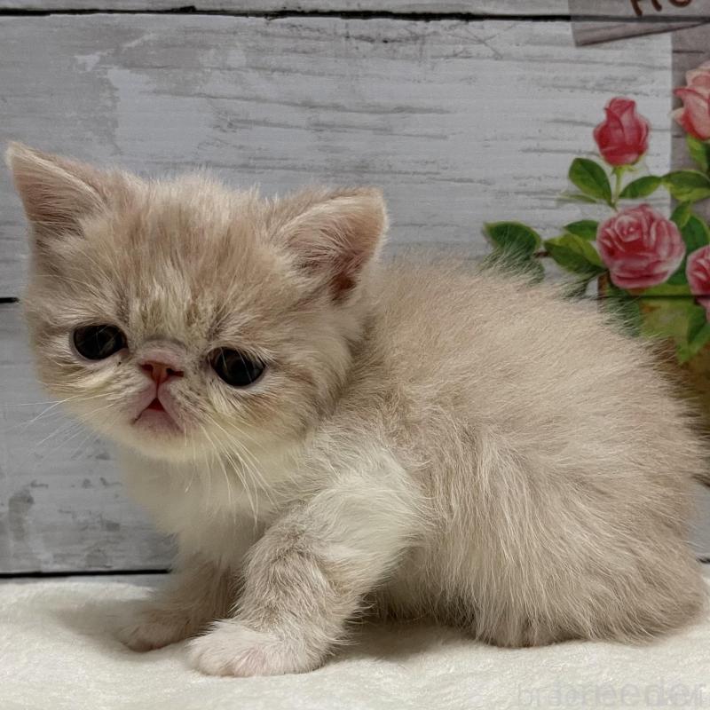 販売中の山梨県のエキゾチックショートヘア-135436の9枚目