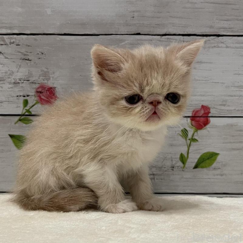 販売中の山梨県のエキゾチックショートヘア-135436の8枚目