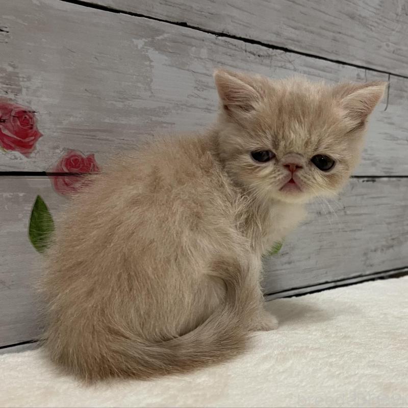 販売中の山梨県のエキゾチックショートヘア-135436の7枚目