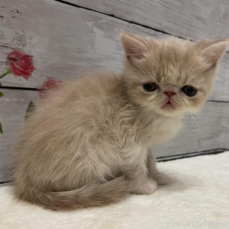 販売中の山梨県のエキゾチックショートヘア-135436の6枚目