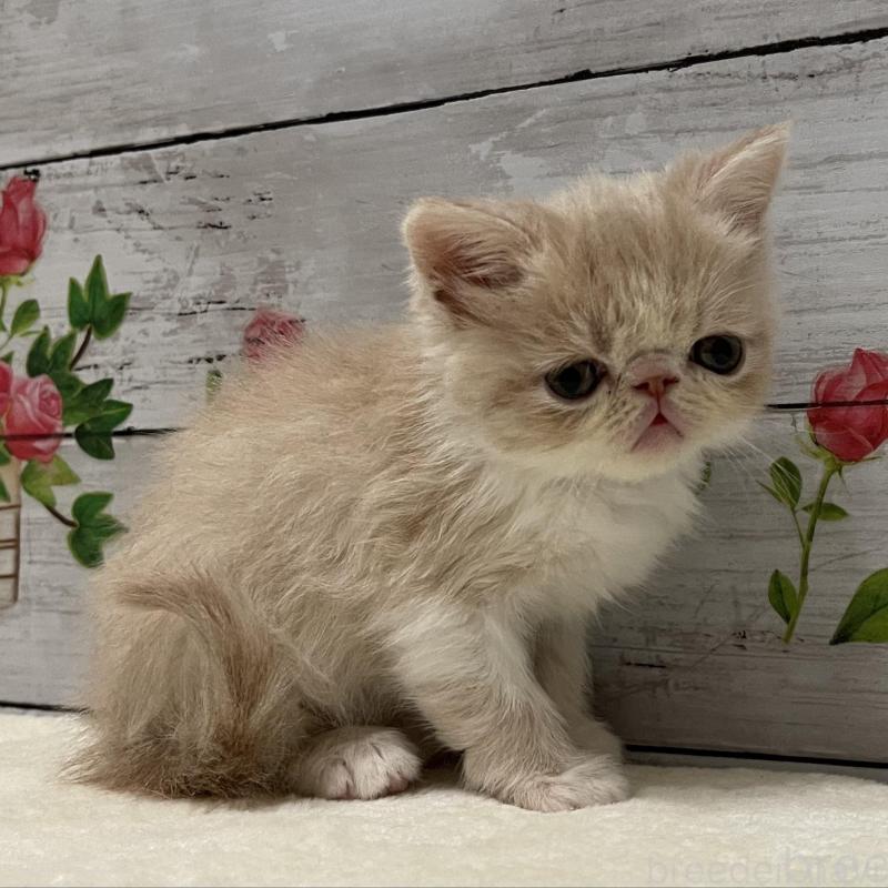 販売中の山梨県のエキゾチックショートヘア-135436の5枚目