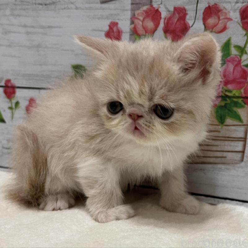 販売中の山梨県のエキゾチックショートヘア-135436の4枚目