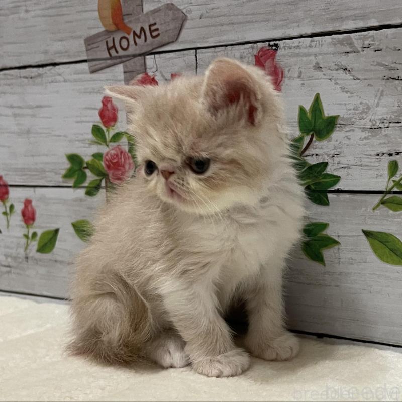 販売中の山梨県のエキゾチックショートヘア-135436の3枚目