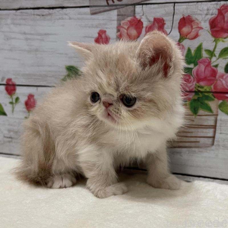 販売中の山梨県のエキゾチックショートヘア-135436の2枚目