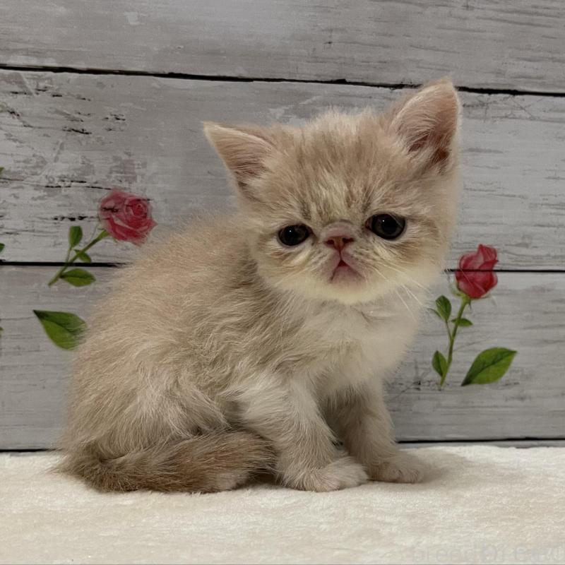 販売中の山梨県のエキゾチックショートヘア-135436の1枚目