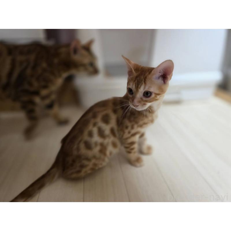 販売中の神奈川県のベンガル-131062の6枚目