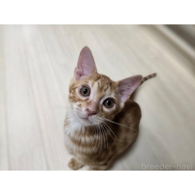 販売中の神奈川県のベンガル-131062の5枚目