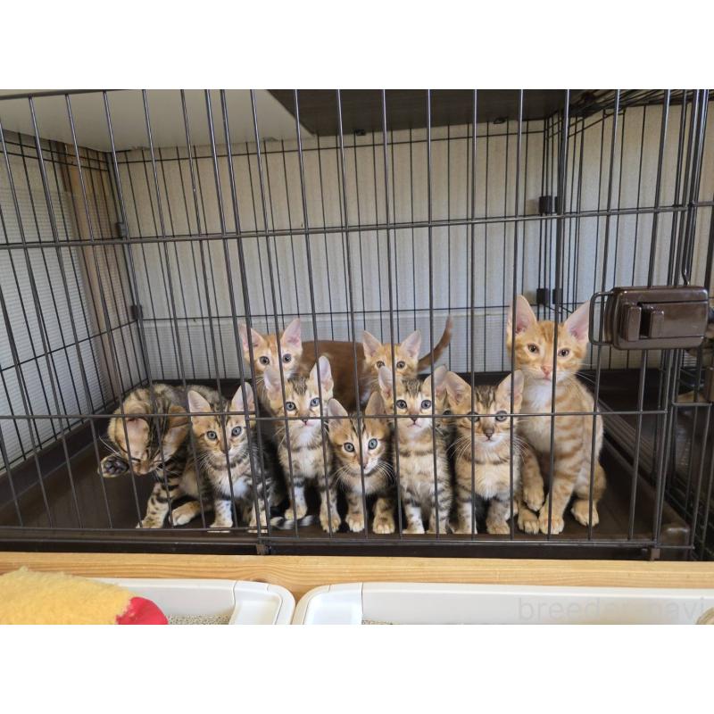 販売中の神奈川県のベンガル-131062の4枚目