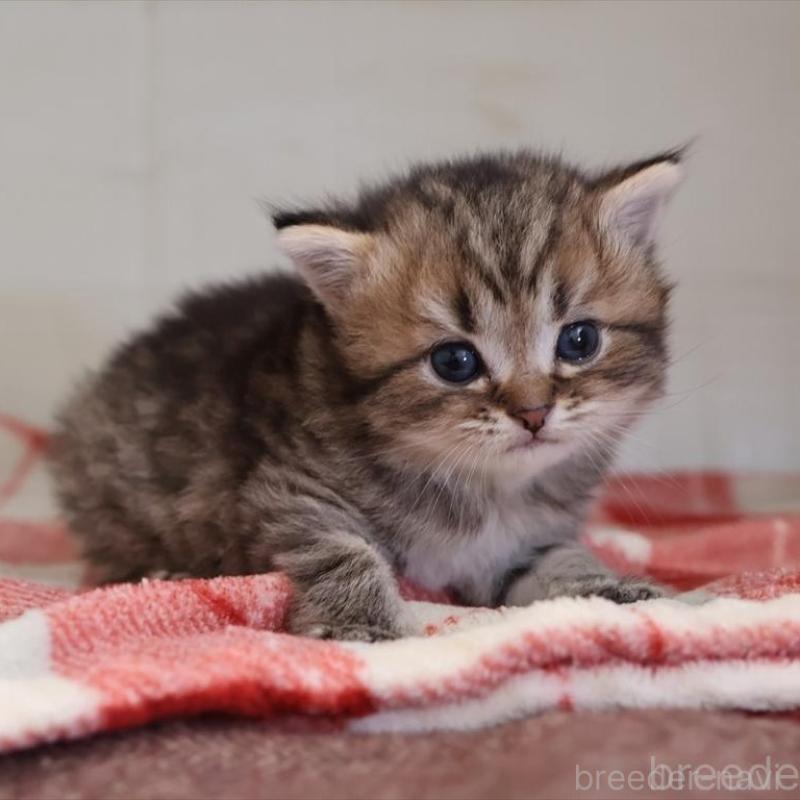 販売中の愛知県のブリティッシュショートヘア-135437の1枚目