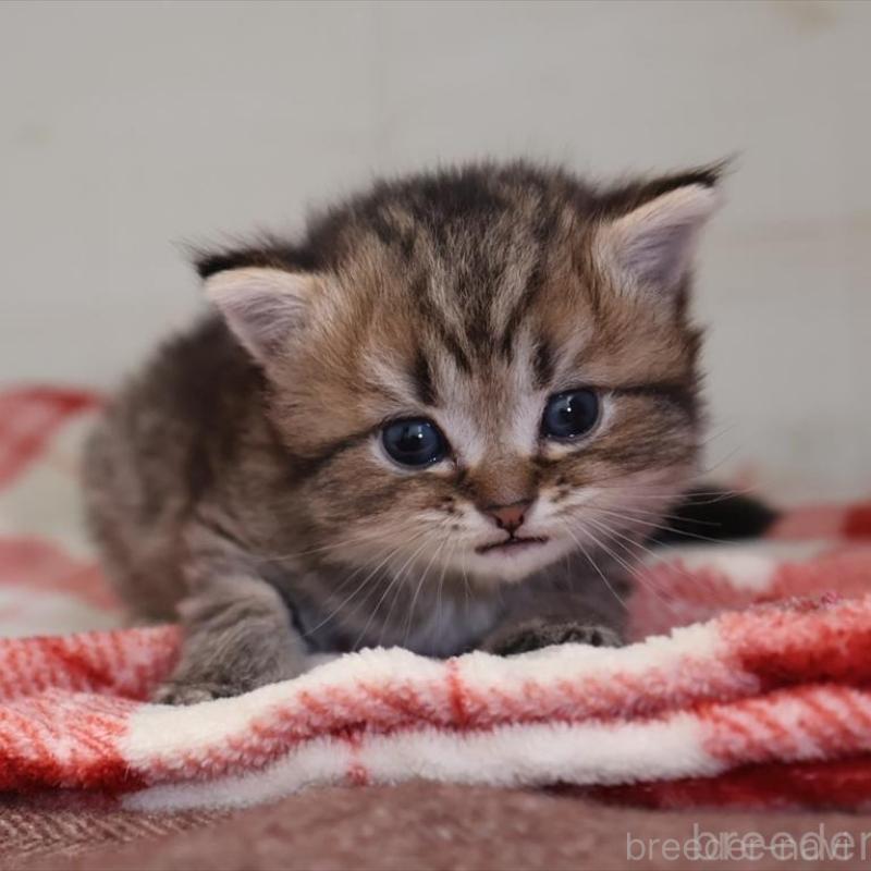 販売中の愛知県のブリティッシュショートヘア-135437の8枚目