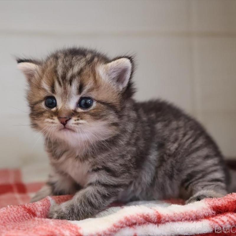 販売中の愛知県のブリティッシュショートヘア-135437の7枚目