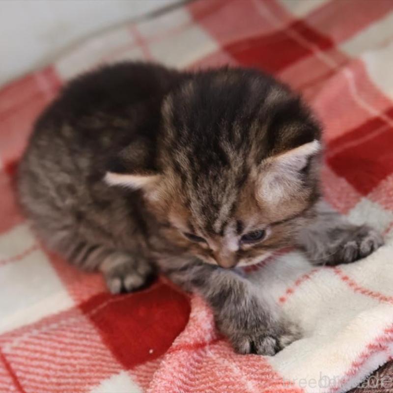 販売中の愛知県のブリティッシュショートヘア-135437の6枚目