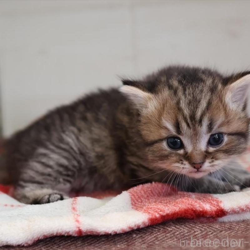 販売中の愛知県のブリティッシュショートヘア-135437の5枚目