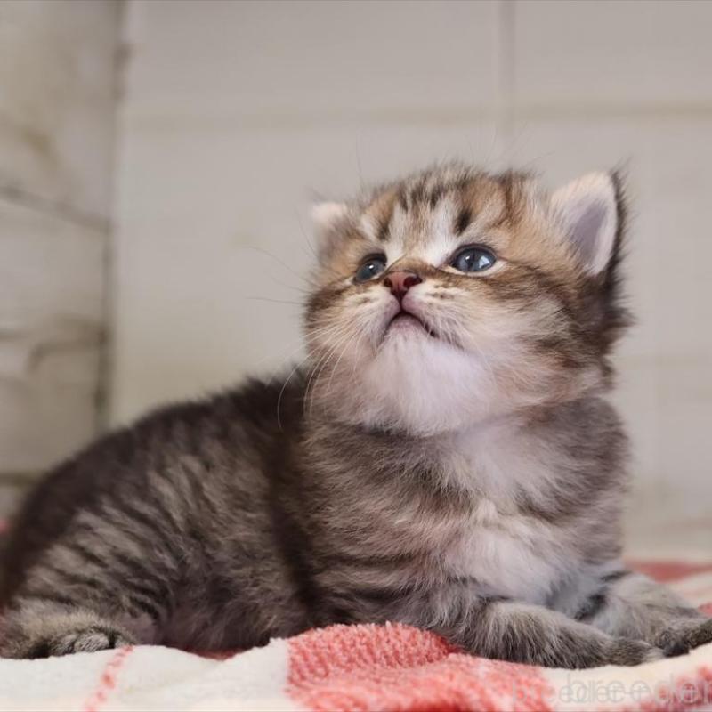 販売中の愛知県のブリティッシュショートヘア-135437の4枚目