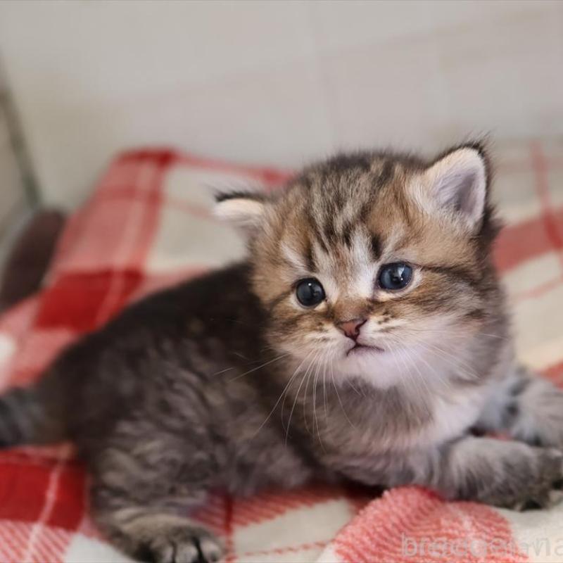 販売中の愛知県のブリティッシュショートヘア-135437の3枚目