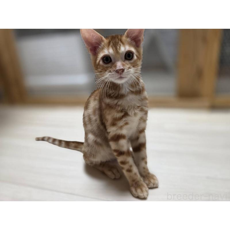 販売中の神奈川県のベンガル-131062の3枚目