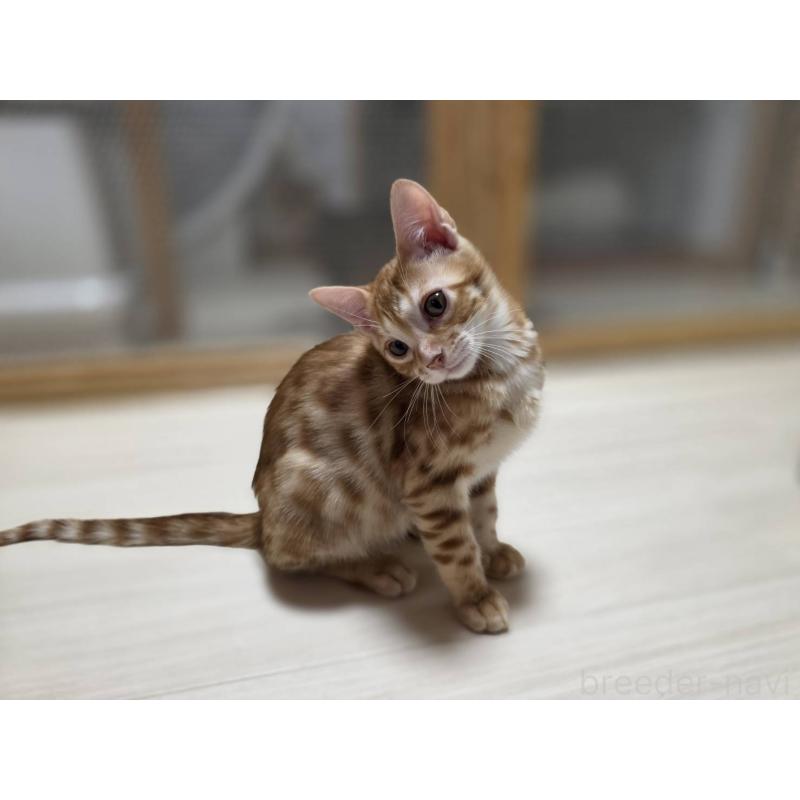 販売中の神奈川県のベンガル-131062の2枚目