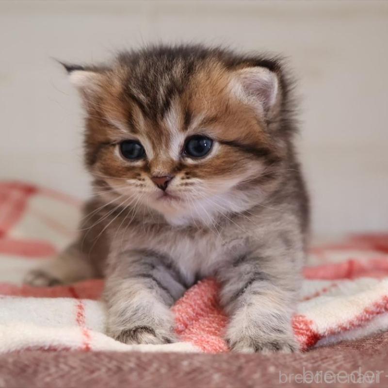 販売中の愛知県のブリティッシュショートヘア-135438の1枚目