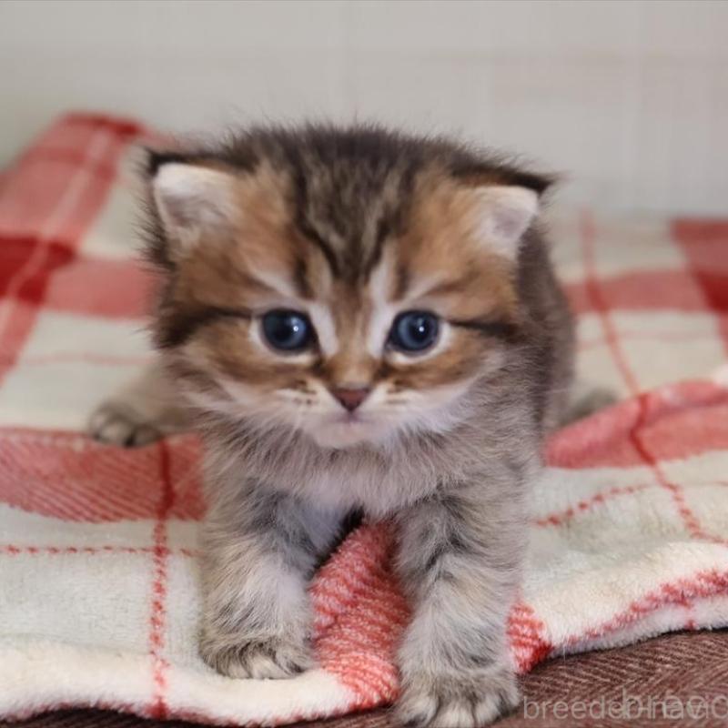 販売中の愛知県のブリティッシュショートヘア-135438の8枚目