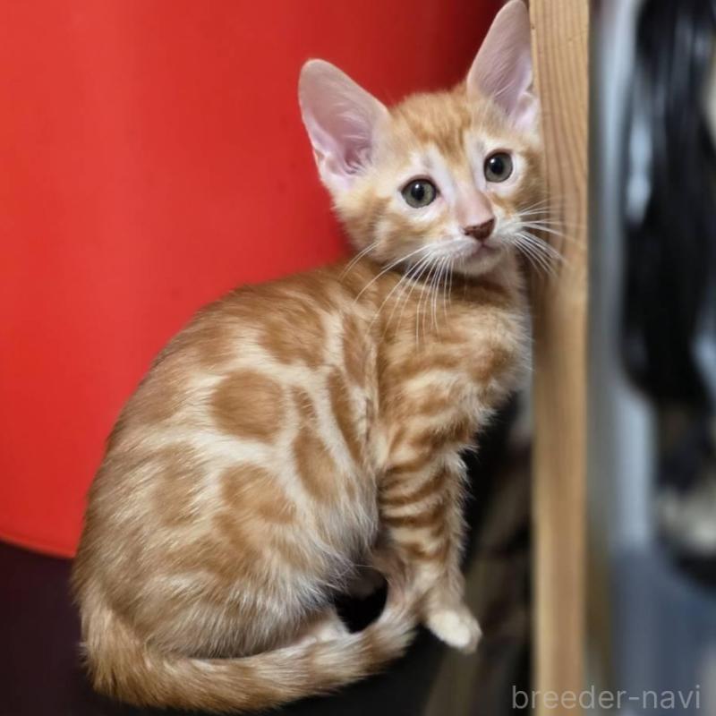 商談中の神奈川県のベンガル-133397の1枚目