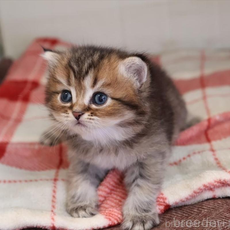 販売中の愛知県のブリティッシュショートヘア-135438の7枚目