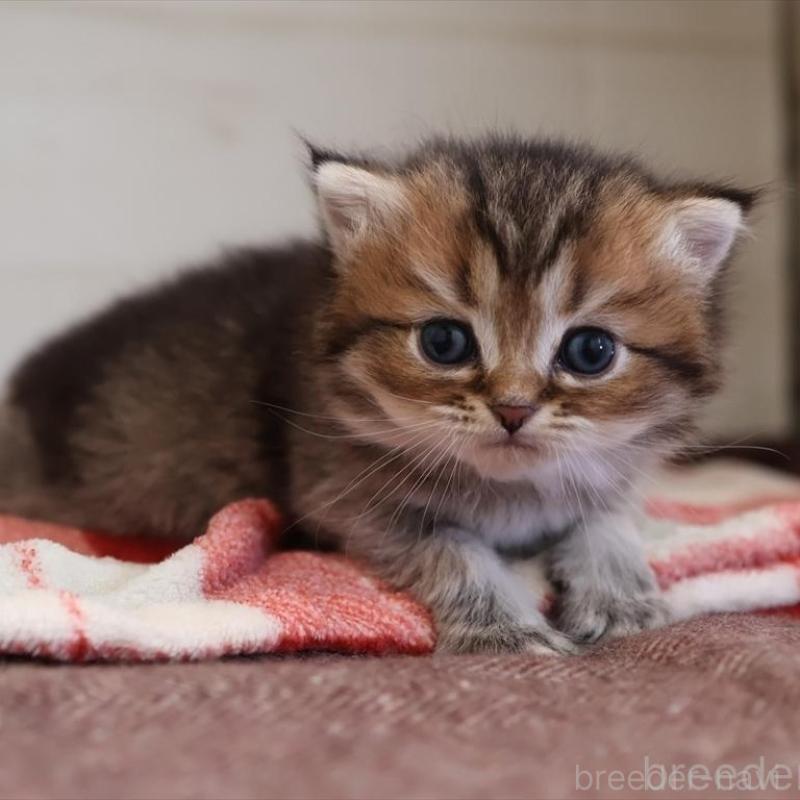 販売中の愛知県のブリティッシュショートヘア-135438の6枚目