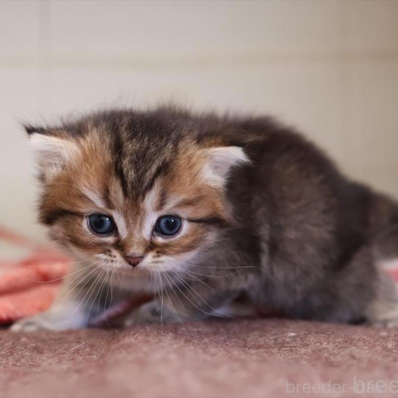 販売中の愛知県のブリティッシュショートヘア-135438の5枚目