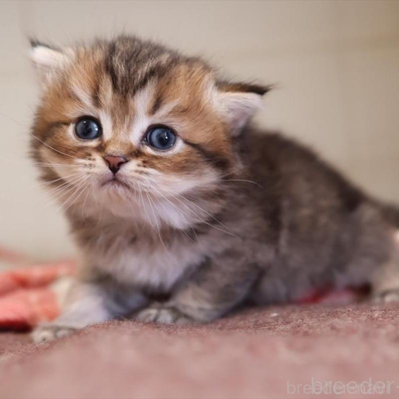 販売中の愛知県のブリティッシュショートヘア-135438の4枚目