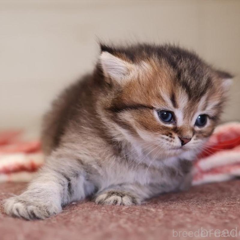 販売中の愛知県のブリティッシュショートヘア-135438の3枚目