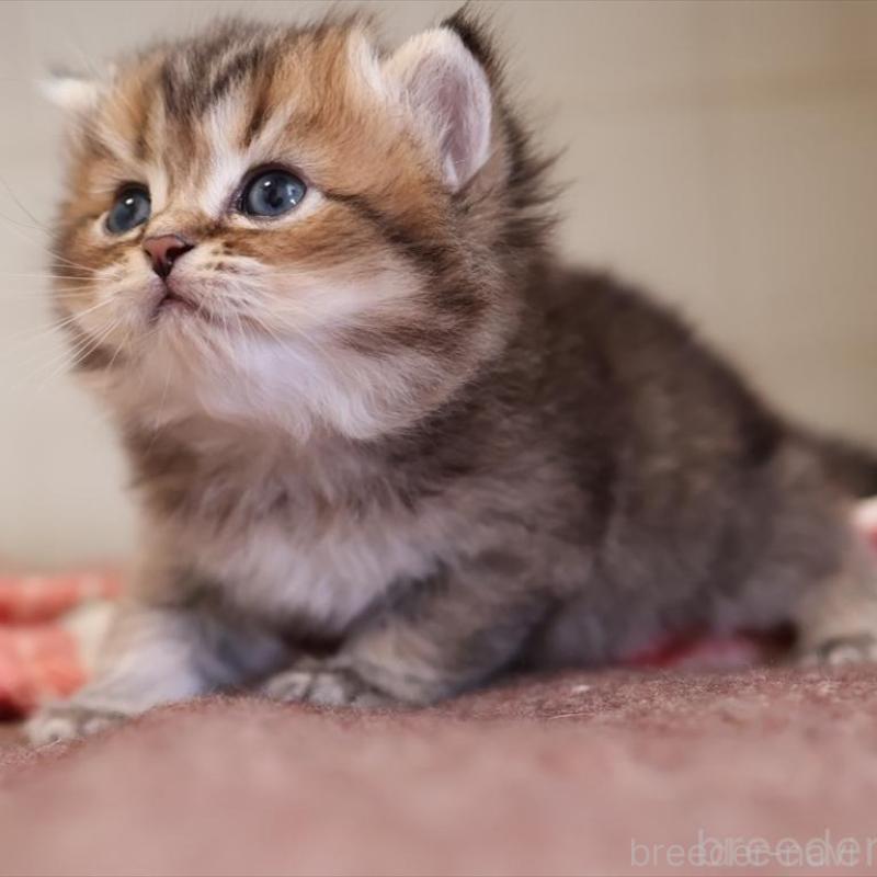 販売中の愛知県のブリティッシュショートヘア-135438の2枚目