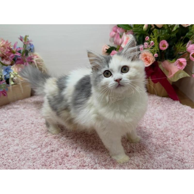 販売中の東京都のミヌエット-135439の6枚目