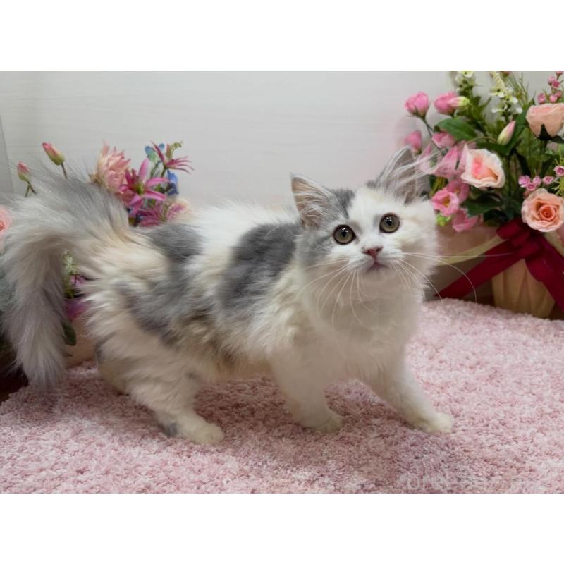 販売中の東京都のミヌエット-135439の5枚目