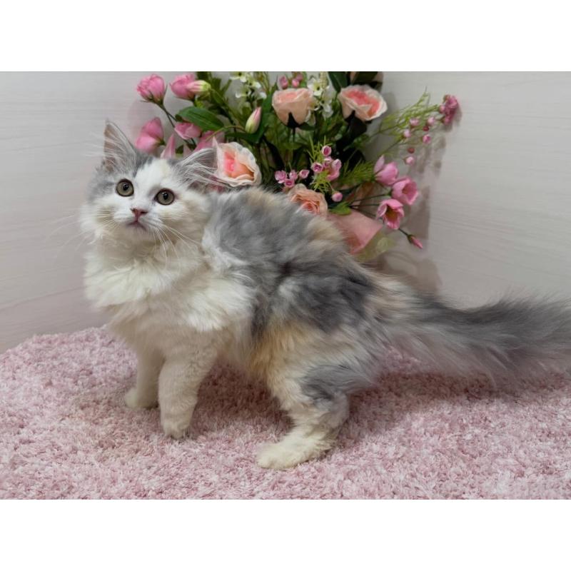 販売中の東京都のミヌエット-135439の4枚目