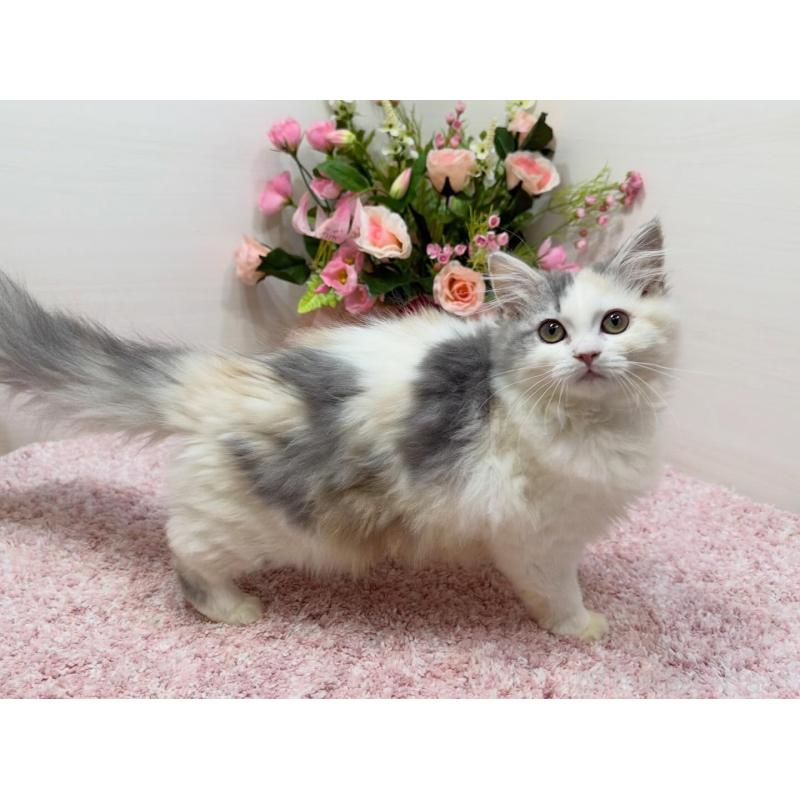 販売中の東京都のミヌエット-135439の3枚目