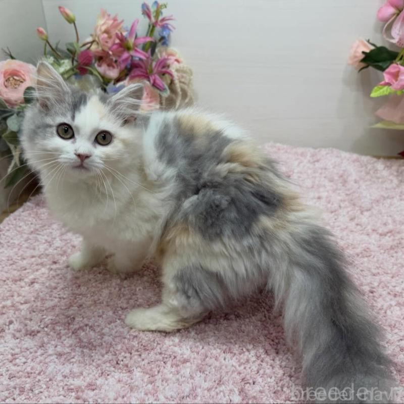 販売中の東京都のミヌエット-135439の1枚目