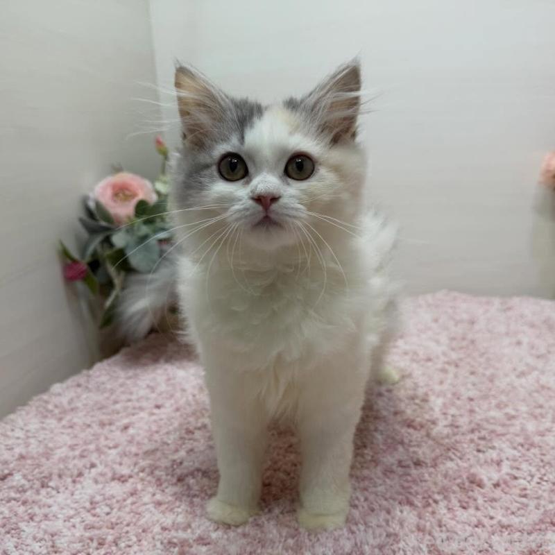 販売中の東京都のミヌエット-135439の2枚目