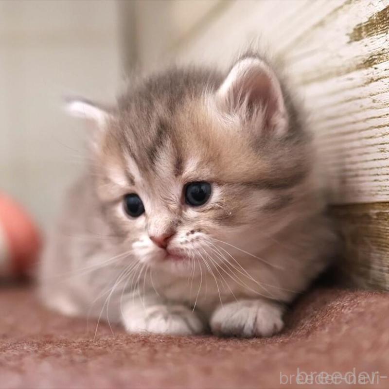 販売中の愛知県のサイベリアン-135440の10枚目