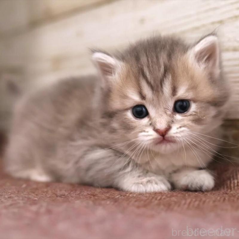 販売中の愛知県のサイベリアン-135440の9枚目