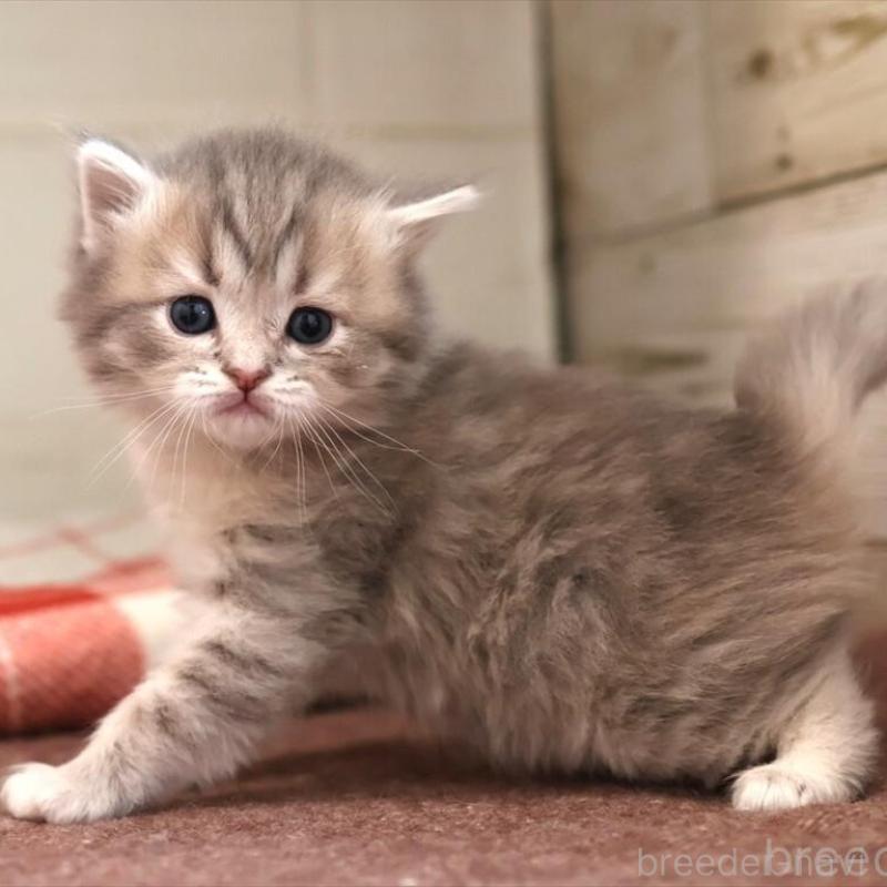 販売中の愛知県のサイベリアン-135440の7枚目