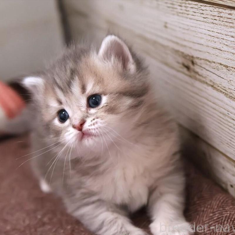 販売中の愛知県のサイベリアン-135440の6枚目