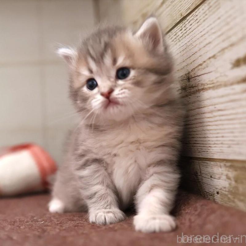 販売中の愛知県のサイベリアン-135440の5枚目