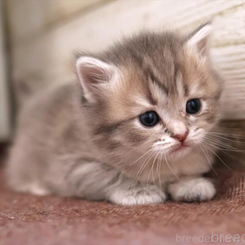 販売中の愛知県のサイベリアン-135440の1枚目