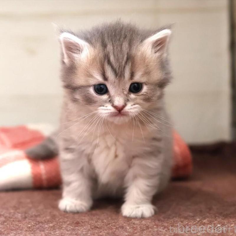 販売中の愛知県のサイベリアン-135440の3枚目