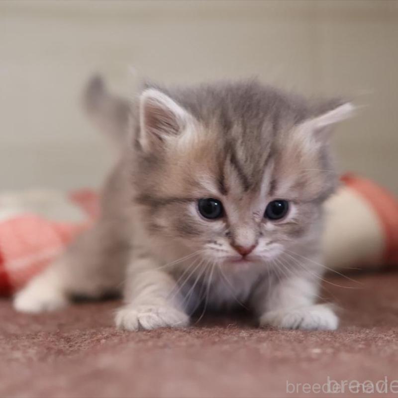 販売中の愛知県のサイベリアン-135440の2枚目