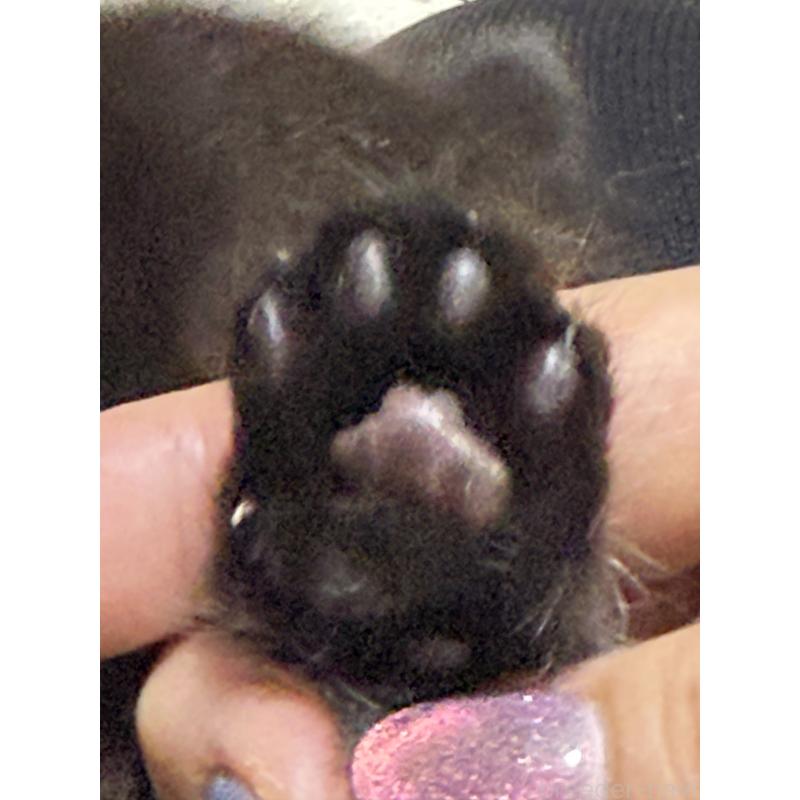 販売中の栃木県のブリティッシュショートヘア-134388の4枚目