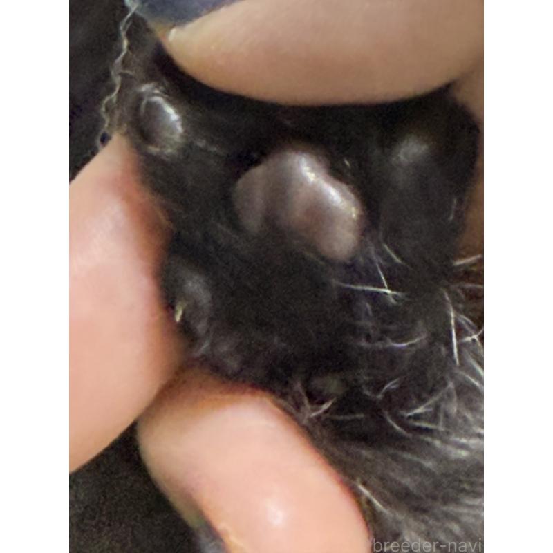 販売中の栃木県のブリティッシュショートヘア-134387の5枚目