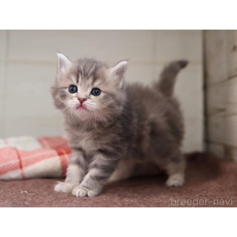 販売中の愛知県のサイベリアン-135441の11枚目