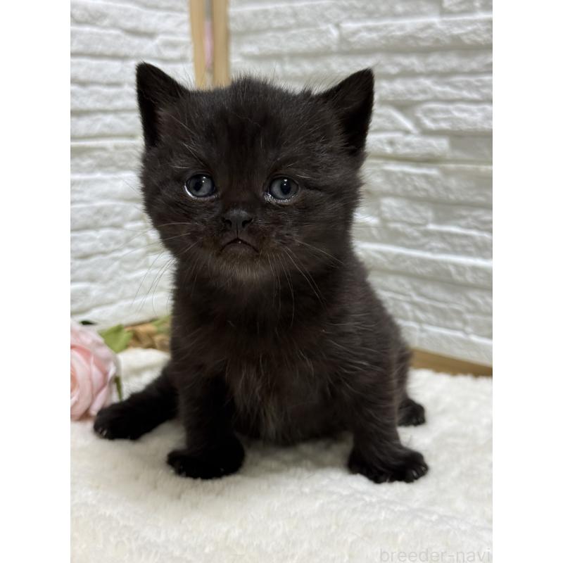 販売中の栃木県のブリティッシュショートヘア-134387の4枚目